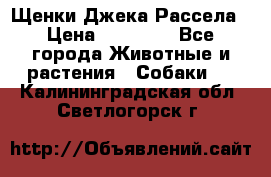 Щенки Джека Рассела › Цена ­ 10 000 - Все города Животные и растения » Собаки   . Калининградская обл.,Светлогорск г.